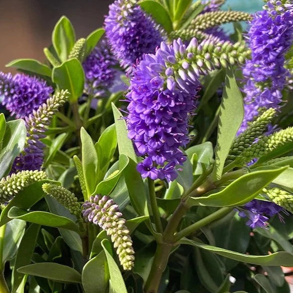 Rare Hebe Speciosa Magenta and Blue Combo Flowering Live Plants