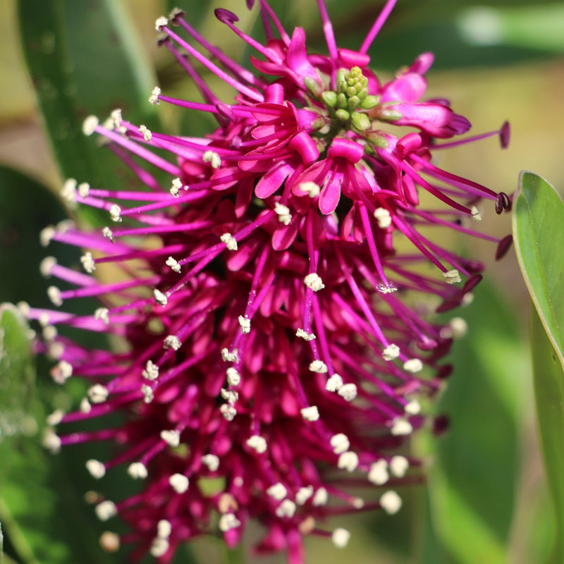Rare Hebe Speciosa Magenta Flowering Live Plant