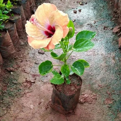 Hibiscus Orange Double Shade Hybrid Flowering Live Plant