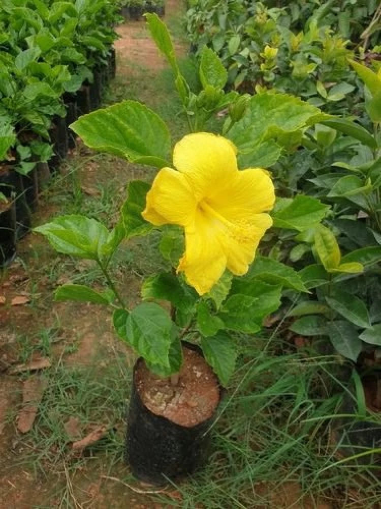 Hibiscus Yellow Flowering Live Plant