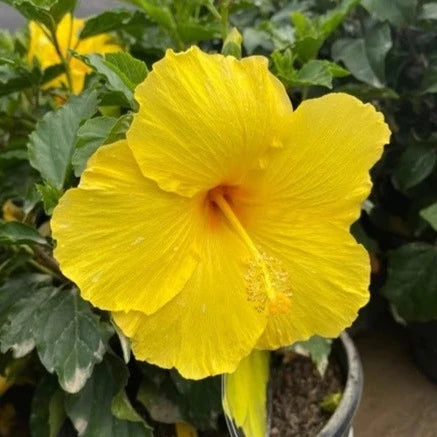 Hibiscus Yellow Flowering Live Plant