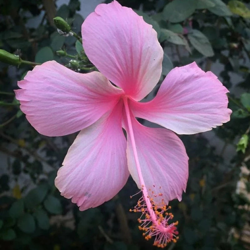 Hibiscus Light Pink Desi Flowering Live Plant