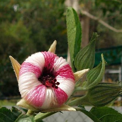 Hibiscus Heterophyllus (MALVACEAE) Flowering Live Plant