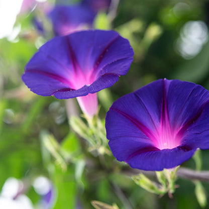 Morning Glory (Ipomoea) All Time Flowering Live Plant