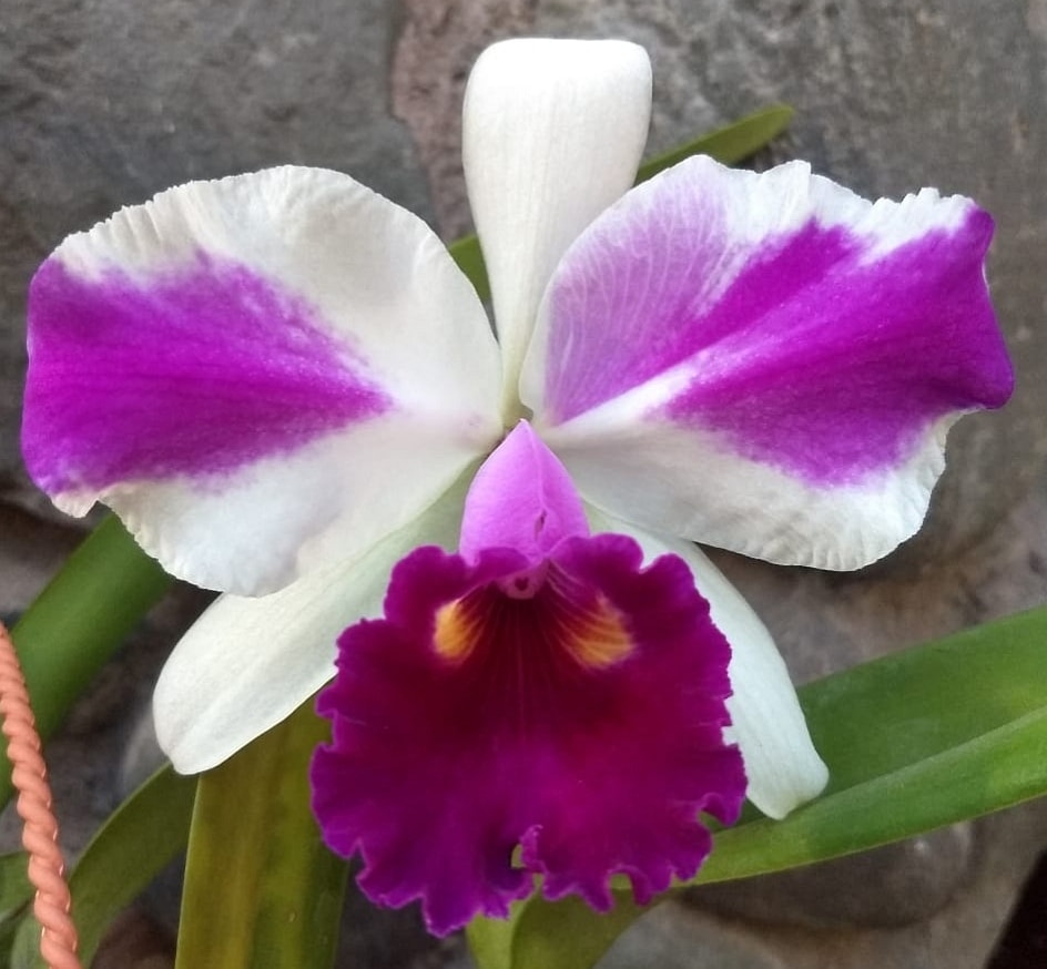 Cattleya Remo Prada Crown - Blooming Size