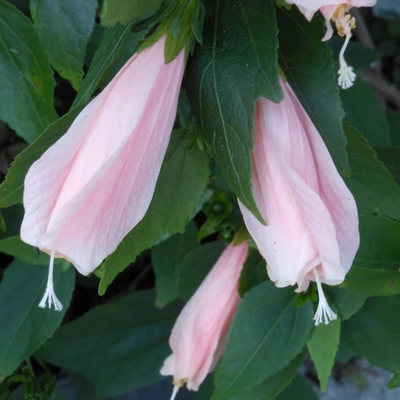 Sleeping Hibiscus Baby Pink Flowering Live Plant