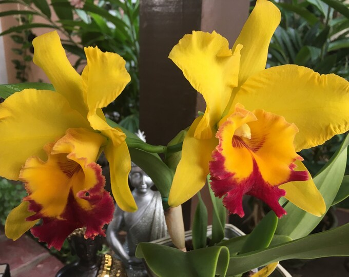 Cattleya Nell Hammer Red Lip (Seedling)