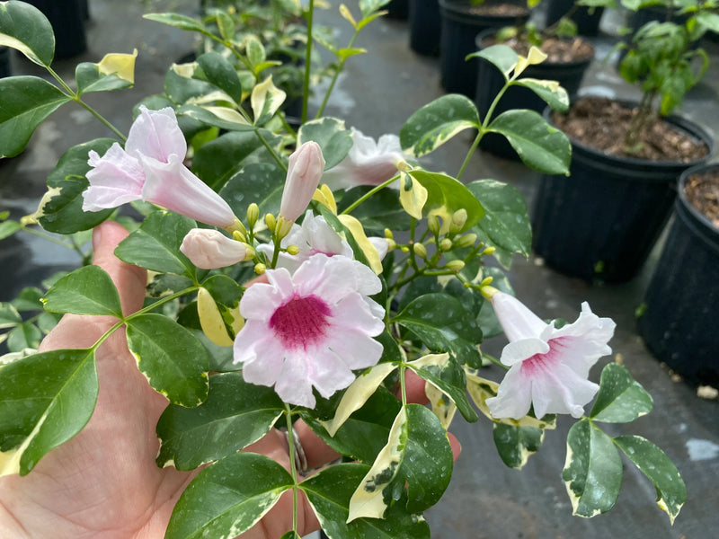 Pandora Jasminoids White Flowering Live Plant - Variegated Leaves