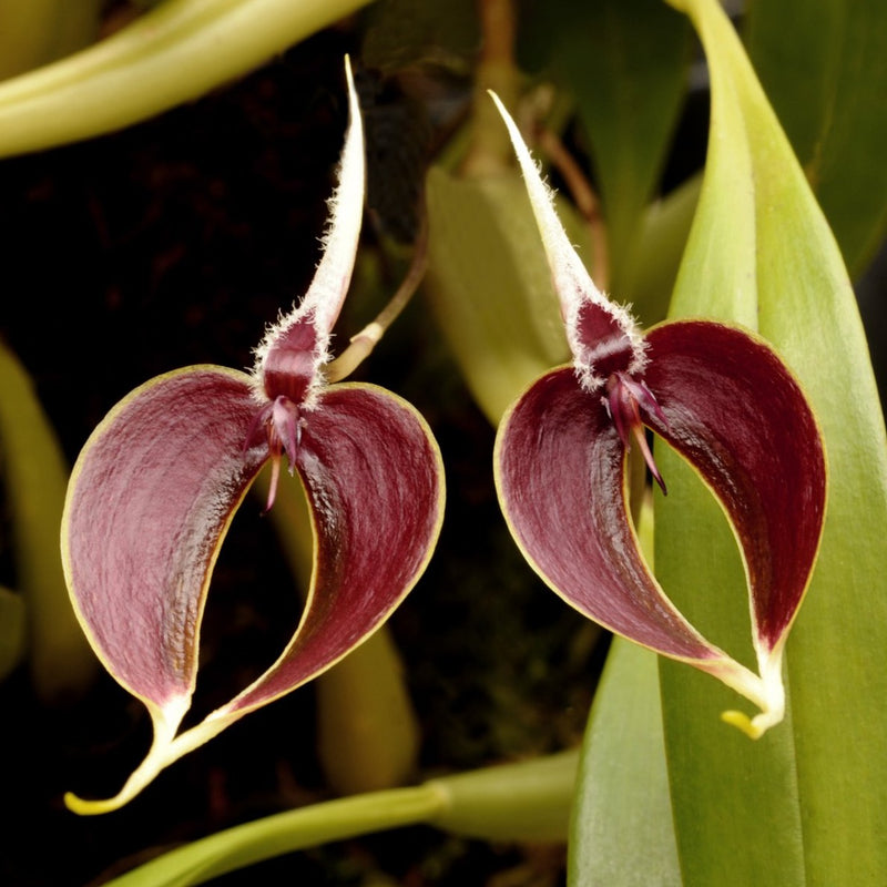 Bulbophyllum Maxillerie (Blooming)