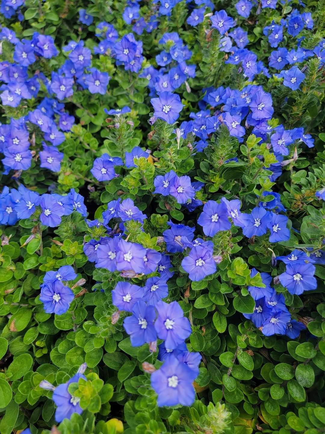 Blue Daze (Evolvulus nuttallianus) All Time Flowering Live Plant