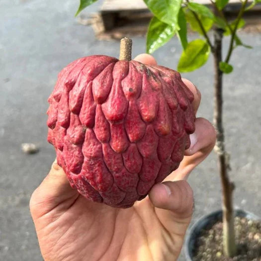 Red Geffner (Annona squamosa) Live Fruit Plant