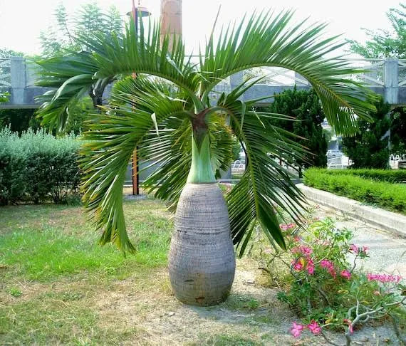 Champagne Palm Ornamental Live Plant