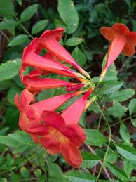 Tecoma Red Rare All Time Flowering Live Plant