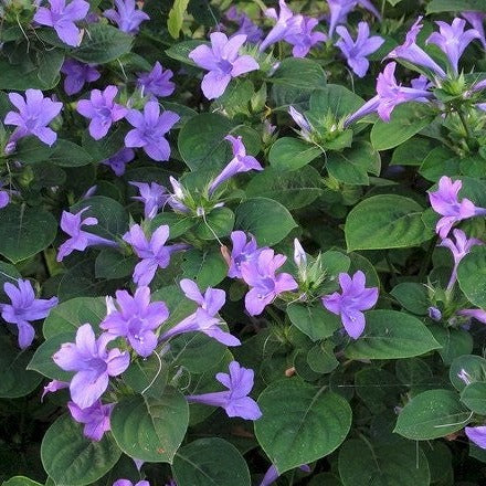 December Flower (Spatika) - Blue Flowering Live Plant