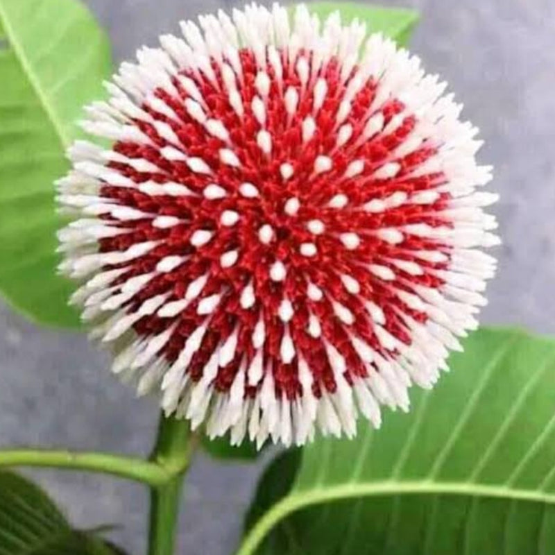 Red Kadamb (Neolamarckia cadamba) Flowering Live Plant