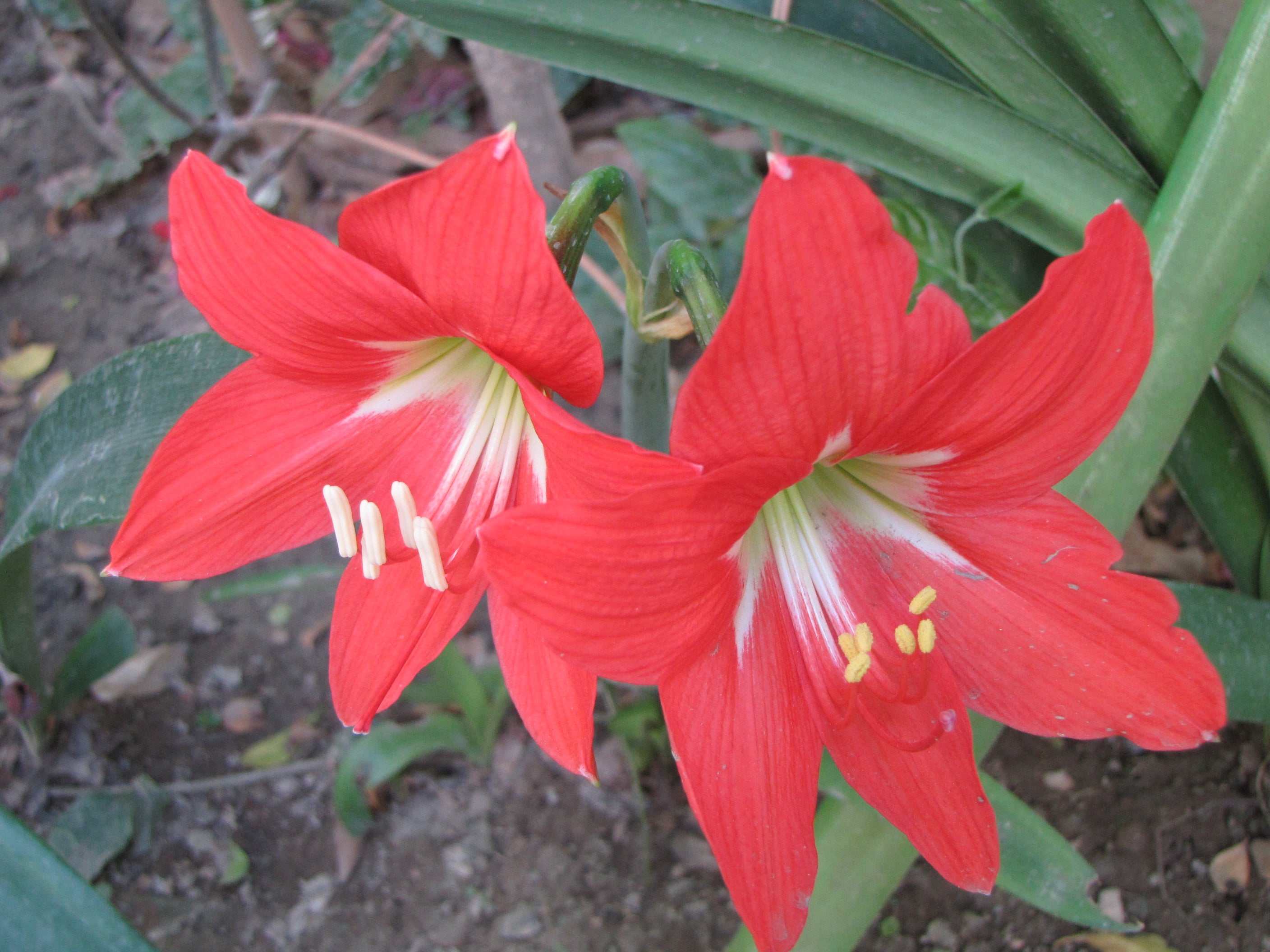 Red Lilly (Amaryllis) Flowering Live Plant