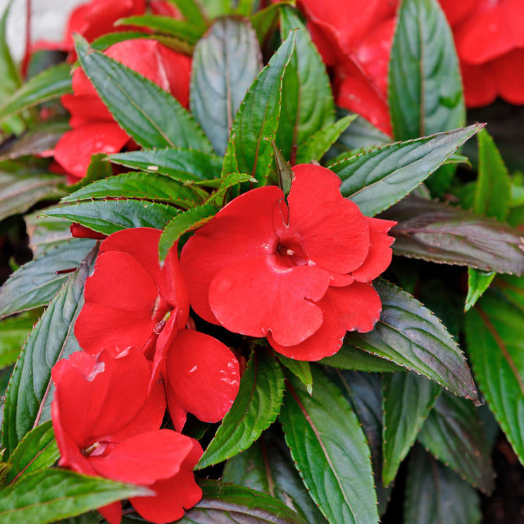 Chinese Balsam Red (Impatiens balsamina) Rare All Time Flowering Live Plant