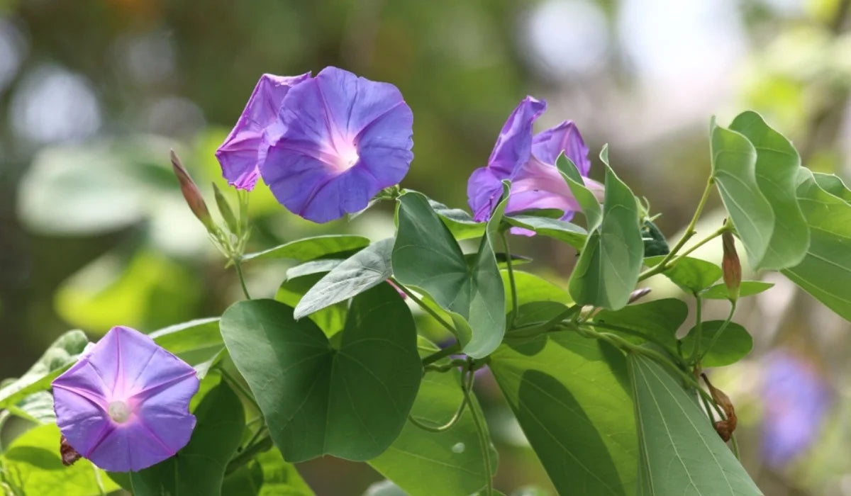 Morning Glory (Ipomoea) All Time Flowering Live Plant