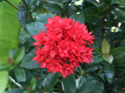 Ixora Double Petal Rare All Time Flowering Live Plant