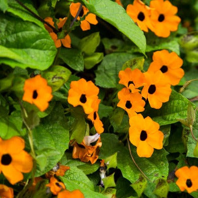 Black Eyed Susan Yellow (Thunbergia alata) All Time Flowering Live Plant