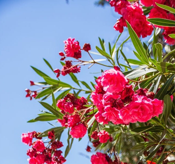 Arali Red Multi Petal (Nerium oleander) Rare All Time Flowering Live Plant
