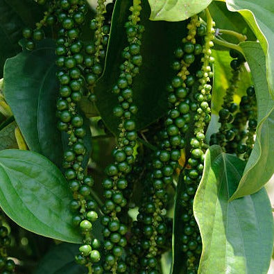 Bush Black Pepper Panniyur Grafted Live Plant with Fruit