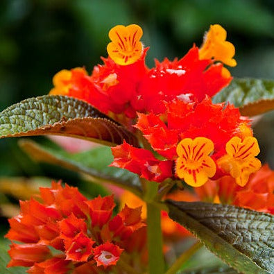 Chrysothemis Pulchella (sunset bells) All Time Flowering Live Plant