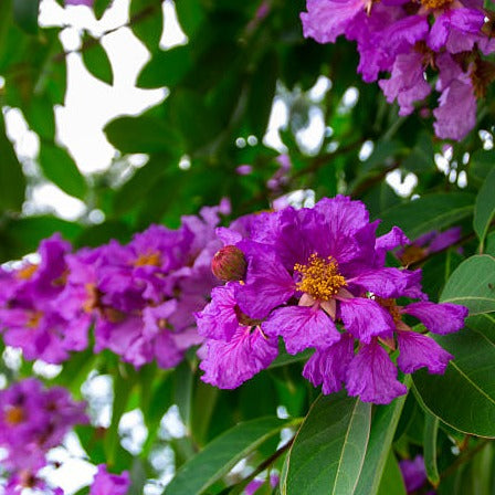 Lagerstroemia Speciosa Purple (Pride of India) Live Plant