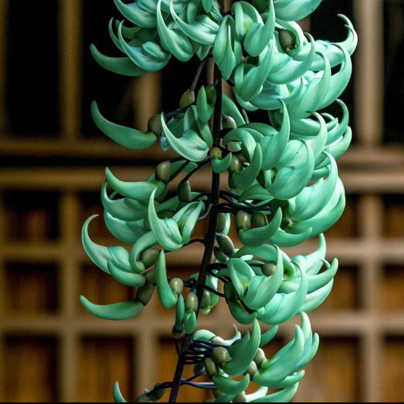 Nema/Blue Jade Vine (Strongylodon macrobotrys) &amp; Red Jade Vine (Mucuna Bennettii) Combo Live Plants