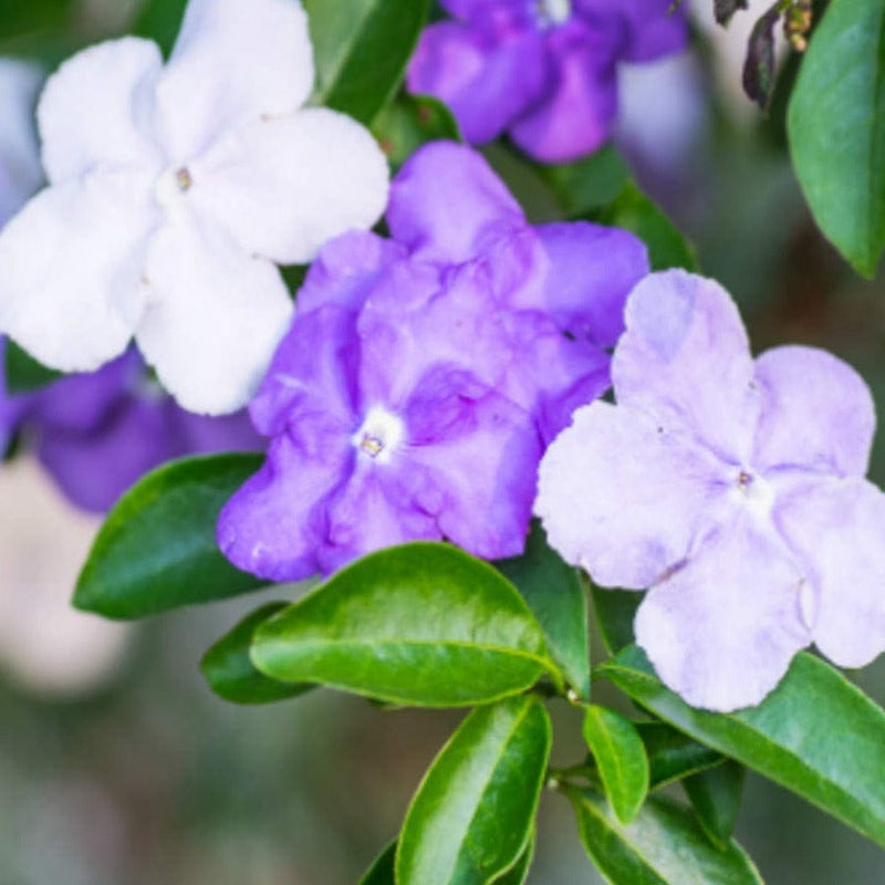Yesterday Today Tommorrow (Brunfelsia pauciflora) Flowering Live Plant