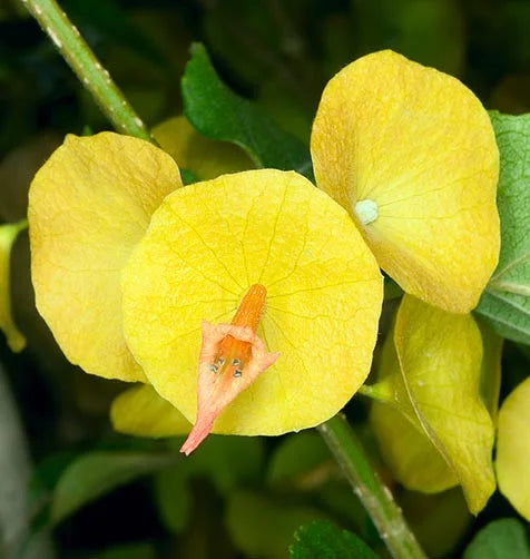 Yellow Chinese Hat (Holmskioldia) All Time Flowering Live Plant