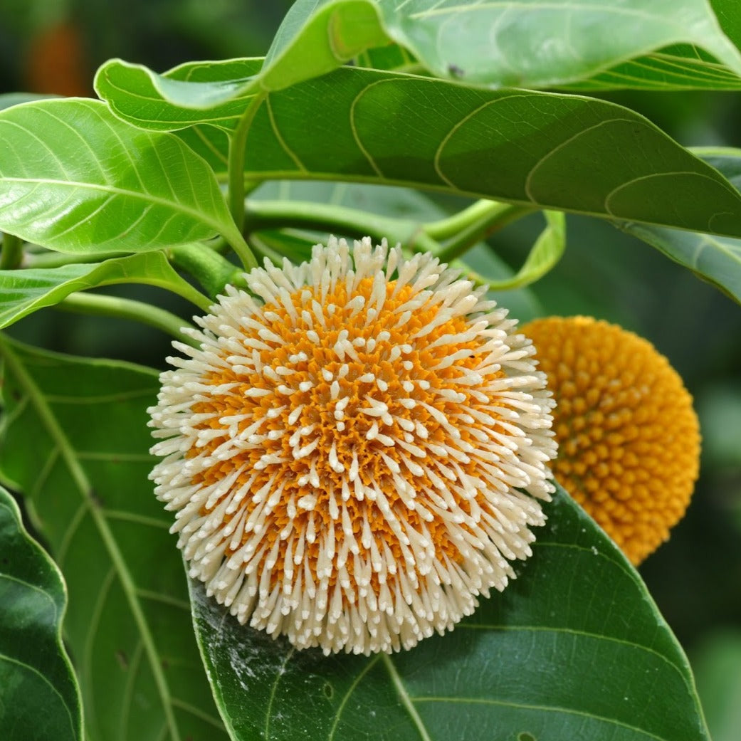 Dwarf Kadamba Yellow Fragrant All Time Flowering Live Plant