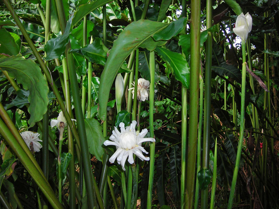 White Torch Ginger Flowering Live Plant