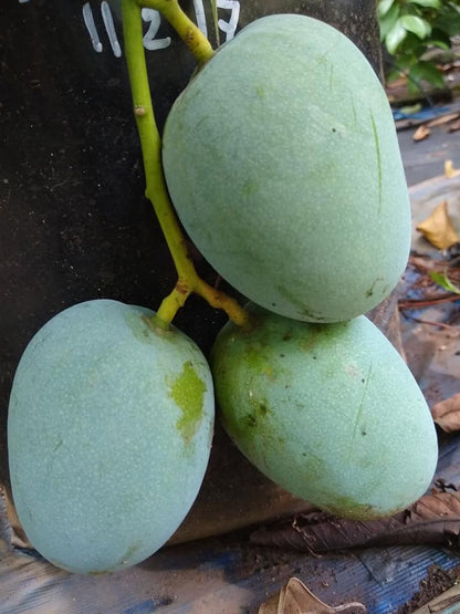 Kalapadi Mango Grafted Live Plant