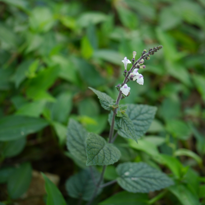 kattu Tulsi / Wild Tulsi (Ocimum gratissimum) Medicinal Live Plant