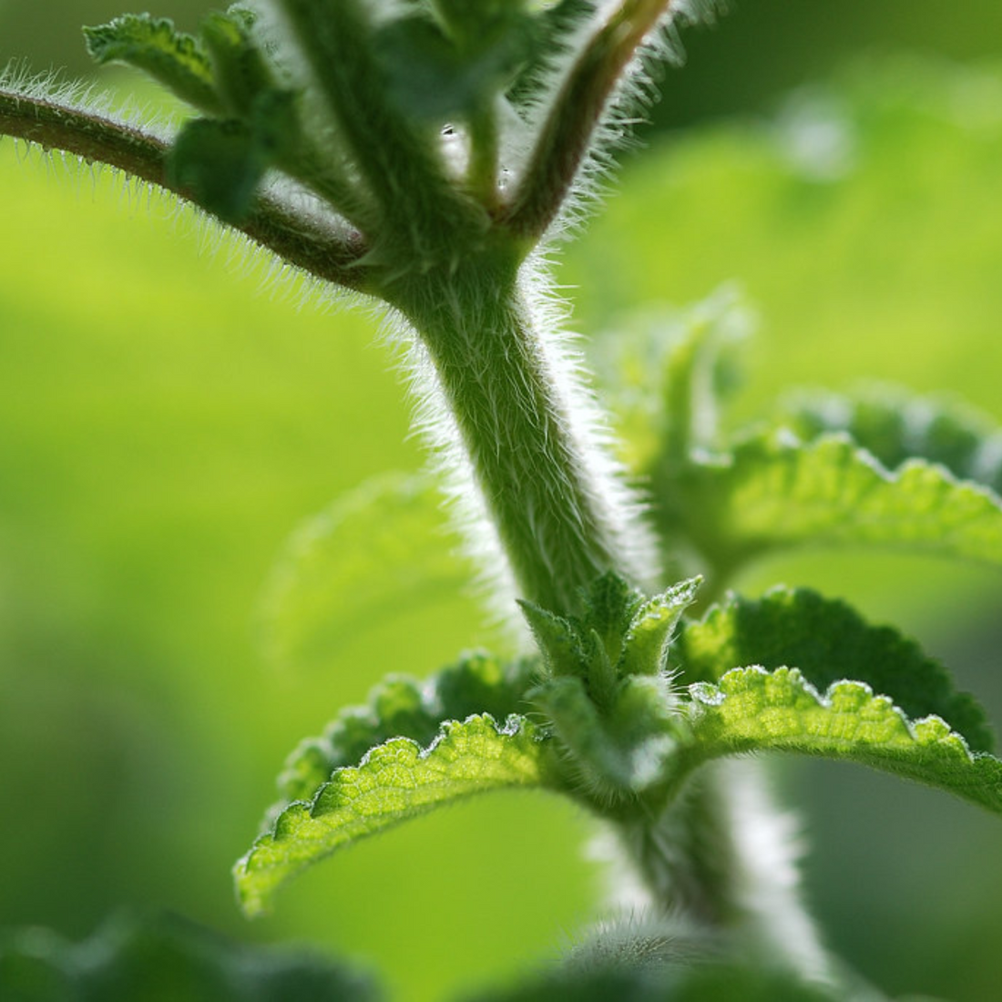 kattu Tulsi / Wild Tulsi (Ocimum gratissimum) Medicinal Live Plant