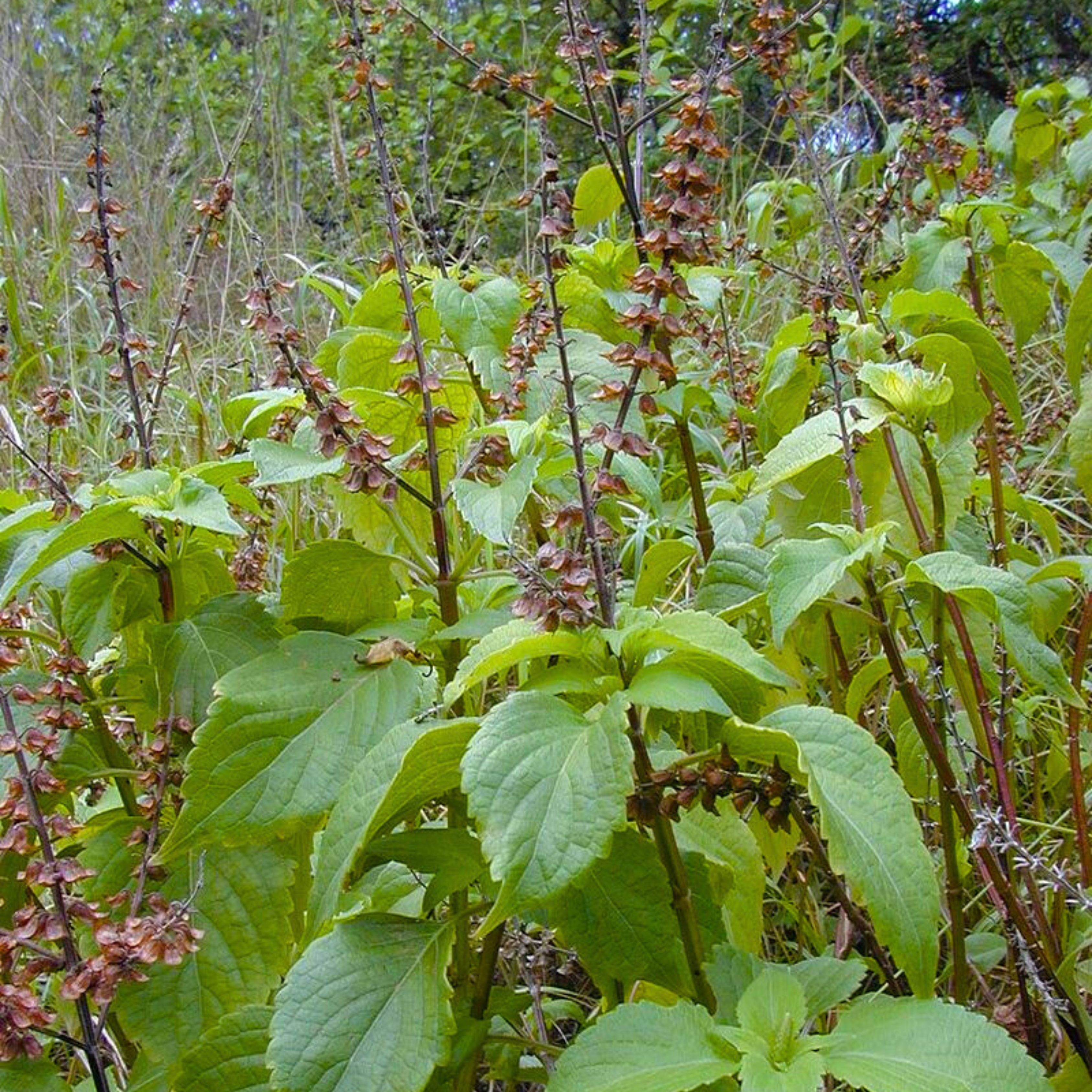 kattu Tulsi / Wild Tulsi (Ocimum gratissimum) Medicinal Live Plant