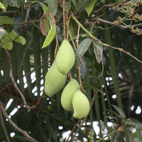 Kilichundan Mango Grafted Live Plant