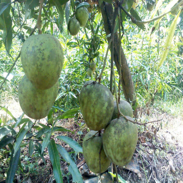 Kosseri Mango Grafted Live Plant