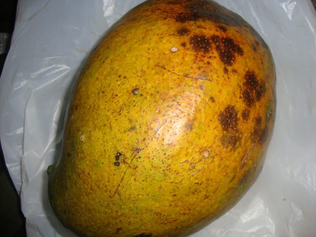 Kosseri Mango Grafted Live Plant