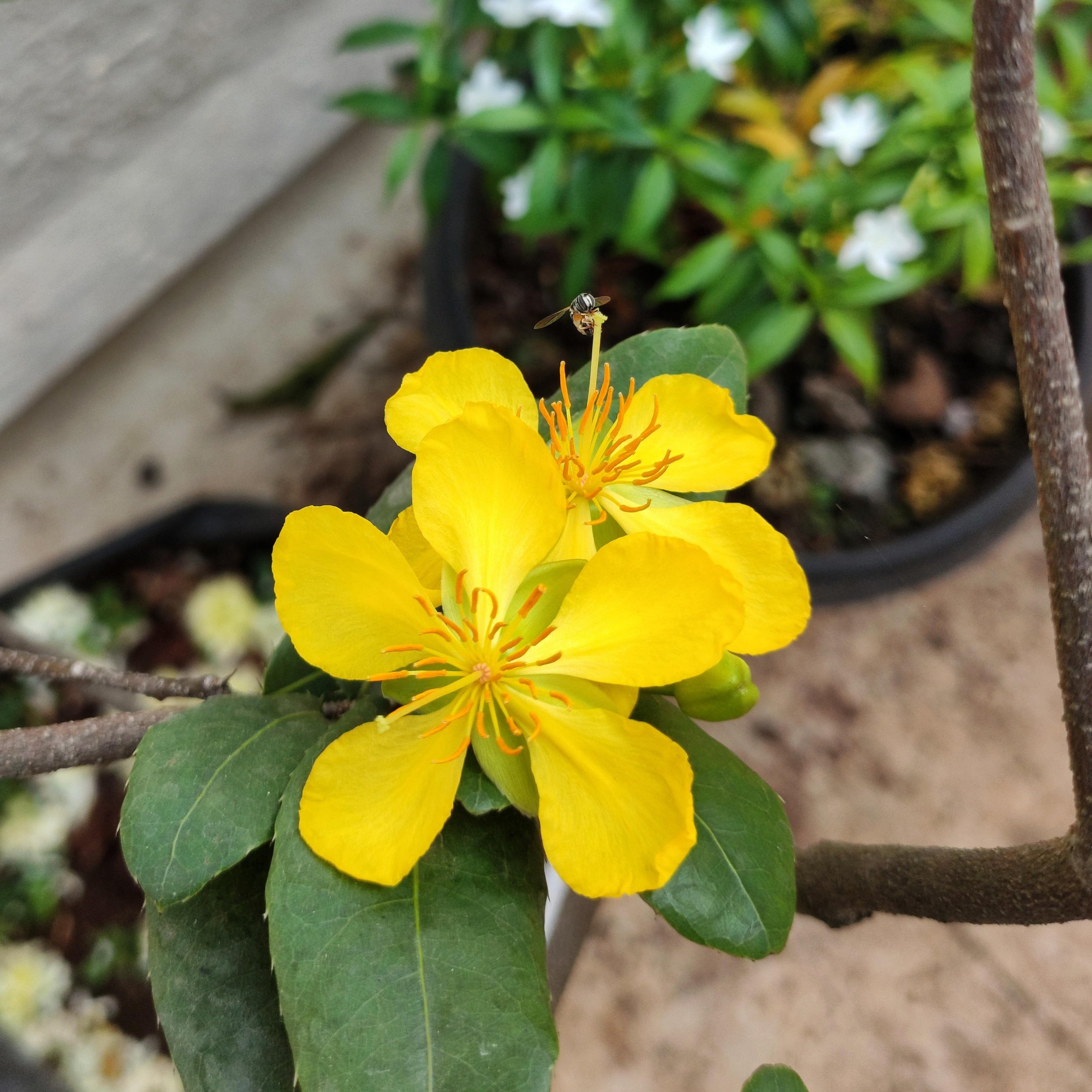 Mickey Mouse (Ochna serrulata) All Time Flowering Live Plant