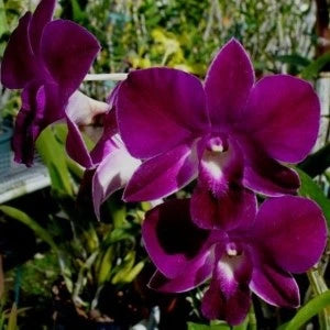 Dendrobium Laddawan Red