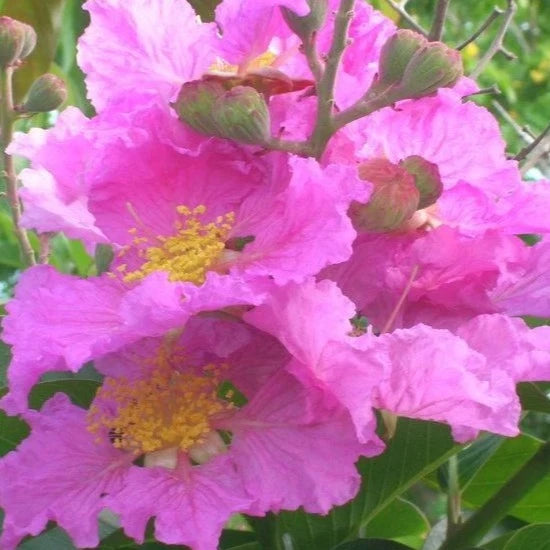 Lagerstroemia Speciosa Pink (Pride of India) Live Plant