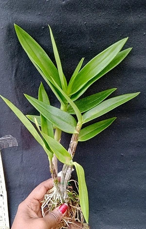Dendrobium Lake Land (Blooming)