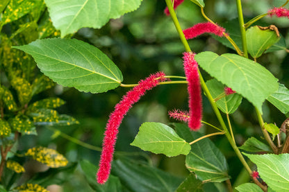 Monkey Tail (Acalypha hispida) Flowering Live Plant