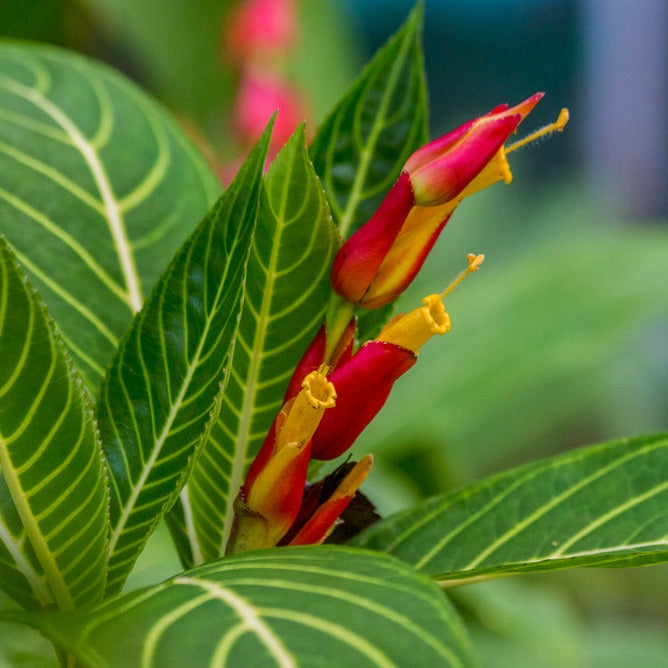 Sanchezia Speciosa Rare All Time Flowering Live Plant