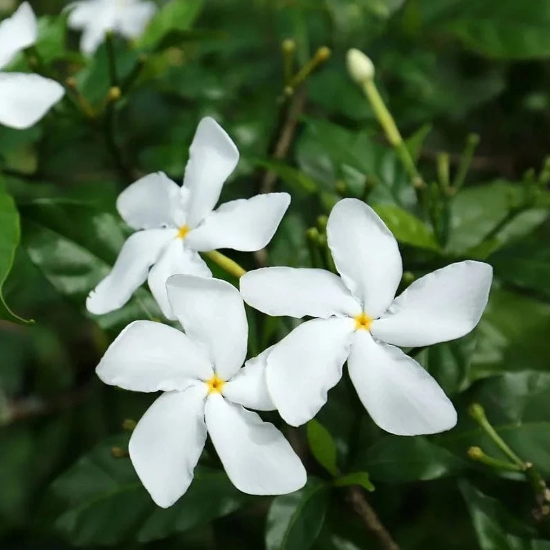 Nandyarvattam / Pinwheel Fragrant All Time Flowering Live Plant