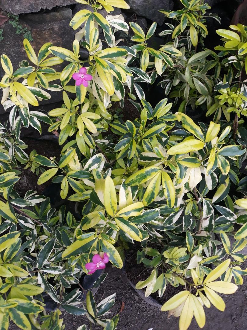 Variegated Lavinia (Pink Flower) All Time Flowering Live Plant