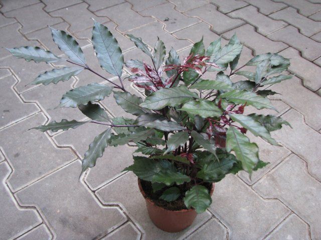 Leea Coccinea (Rubra) Burgundy Ornamental Live Plant