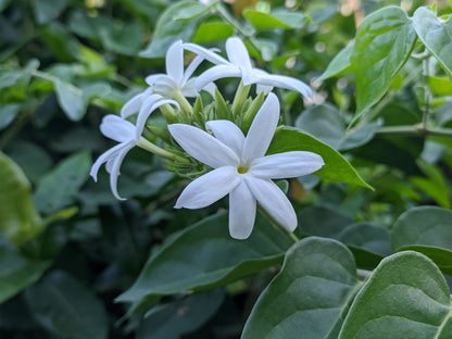 Nithyakalyani (Jasminum multiflorum) Highly Fragrant Flowering Live Plant